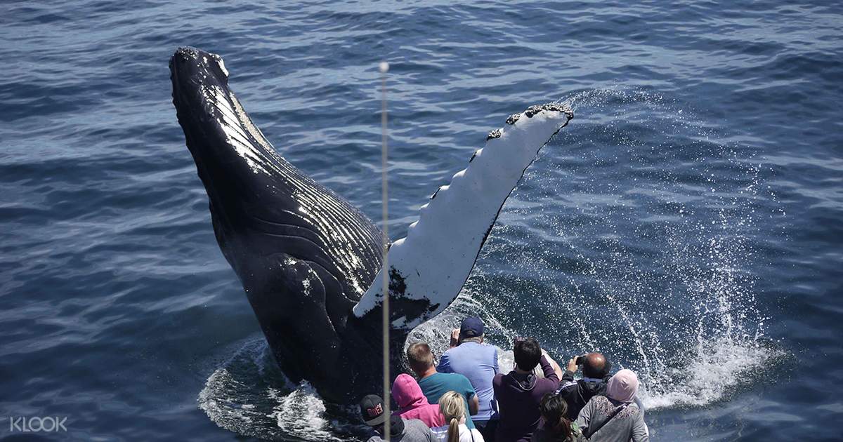 Web best time to go whale watching? Boston Whale Watching Cruise Klook Singapore